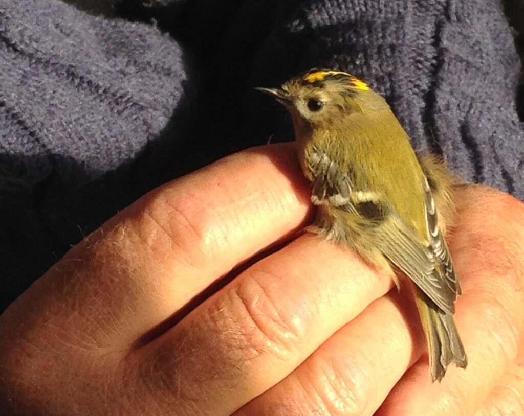 Vogelberingungsstation Ulmethöchi