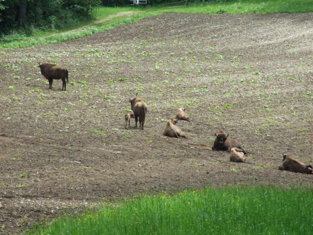 Exkursion Wisent-Thal
