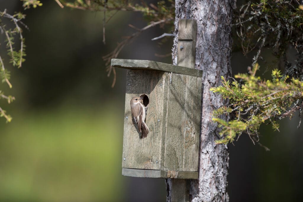 Nisthilfen für Vögel