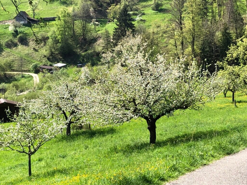 Räumung Baumschnitt