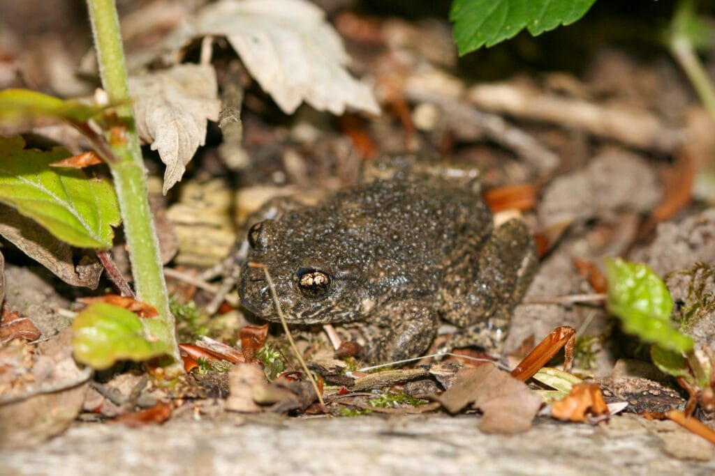 Amphibien-Förderung