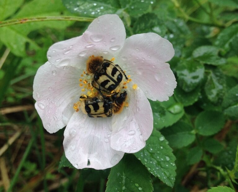 Pinselkäfer_IreneKünzle